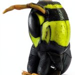 Macro Photography Guide: Insect & Spider Pets by Photolator eBook-0