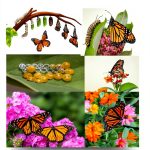 Insect & Spider Pets Care Guide Kindle Edition by Author Name-0