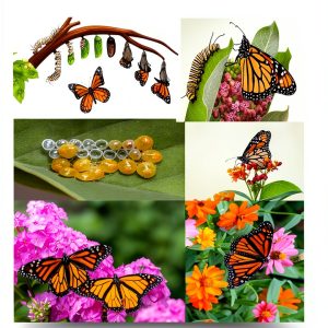 Insect & Spider Pets Care Guide Kindle Edition by Author Name-0