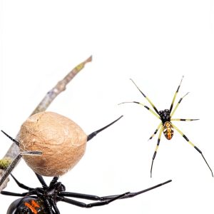 Insect & Spider Pets Care Guide for Beginners-0