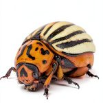 Insect & Spider Pets: A Comprehensive Guide for Beginners-0