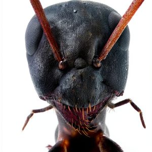 Entomology for Beginners: A Comprehensive Guide-0