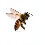 Insect & Spider Pets Care Guide for Kindle-0