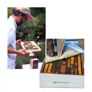 Pet Insect Care Guide by Sweet Birch Press-0