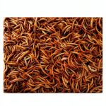 Insect & Spider Pets Care eBook by Amazon Kindle-0