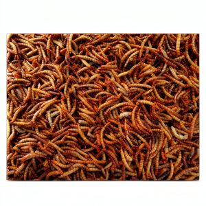 Insect & Spider Pets Care eBook by Amazon Kindle-0