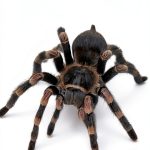 Insect & Spider Pets Care Guide by Amazon Kindle-0