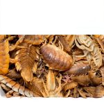 Insect & Spider Pets Care Guide for Beginners-0
