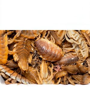 Insect & Spider Pets Care Guide for Beginners-0