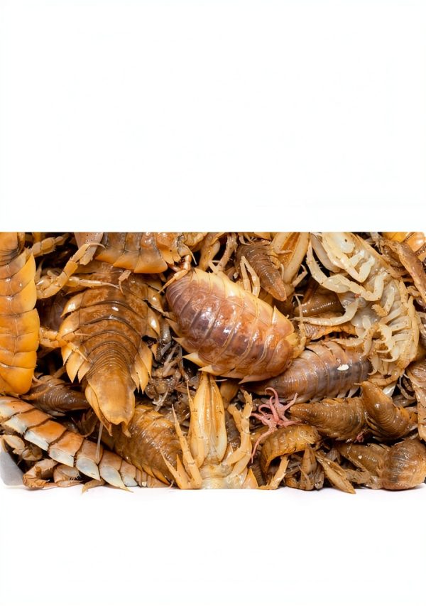 Insect & Spider Pets Care Guide for Beginners-0